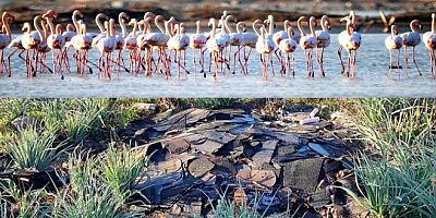 Flamingo cenneti sulak alanı ve antik kenti çöplüğe çevirdiler