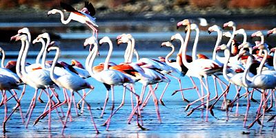 Flamingolar akın akın Bodrum’ a geldiler, tablo gibi manzara yarattılar