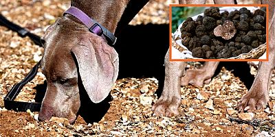 Gizemli mantar topraktan eğitimli köpeklerle çıkarılıyor