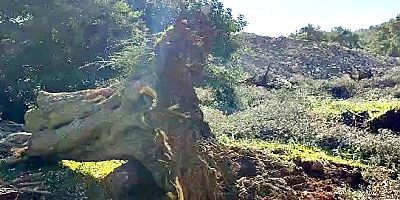 Gölköy’de 500 yıllık zeytin ağaçlarının katliamına sert tepki