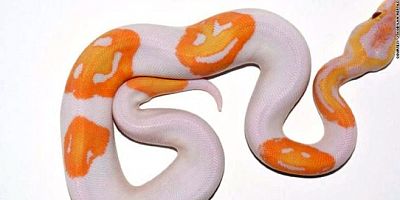 'Gülen yüz emojili yılan 6 bin dolara satıldı