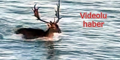 Hava sıcaklıkları etkiledi, Ege Denizi’nde yüzen geyik görüntüleri şoke etti