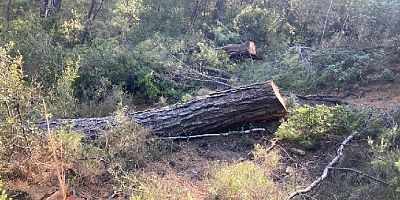 Korkunç iddia : Akbelen’de 36 saat içinde 20 bin ağaç kesildi