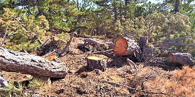 Maden ocağı için asırlık çam ağaçlarını kestiler