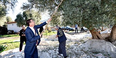 Milas Belediyesi zeytin tarlalarını  kiraya verecek