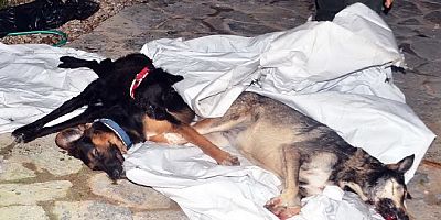 Milas’ta sahipli köpekleri zehirleyerek öldürdüler