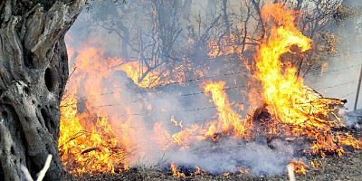 Milas’ta zeytin tarlaları yanıyor, ahırlar yandı