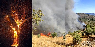 Milas'ta  zeytinlikler ve ormanlar sabaha kadar yandı, zarar çok büyük