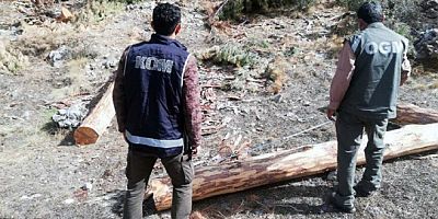 Muğla’da 2 milyon liralık orman vurgunu operasyonu, 9 gözaltı