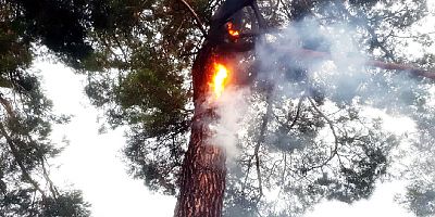 Muğla ormanlarını yıldırımlar yaktı, 12 günde 48 yangın çıktı