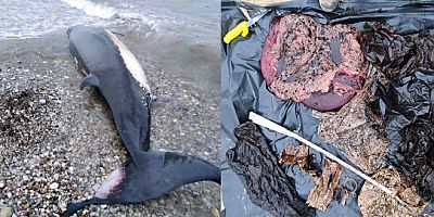 Ölü olarak karaya vuran balinanın karnından 15 kg. plastik çıktı