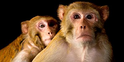 Polis yasa dışı beslenen Rhesus cinsi 2 maymuna el koydu