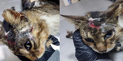 Turistik adada asitli kedi katliamı