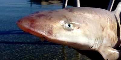 Türkbükünde sahile vuran camgöz köpekbalığı heyecanlandırdı