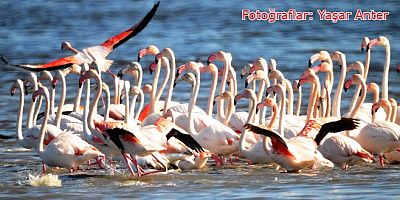 Tuzla Sulak Alanı’na binlerce flamingo geldi