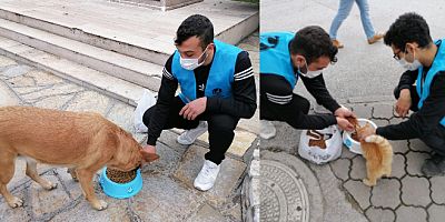 Ülkü Ocakları gençlerinden sokak hayvanlarına yardım eli