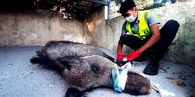Vatandaşın kurduğu tuzak kapana yakalanan domuz kurtarıldı