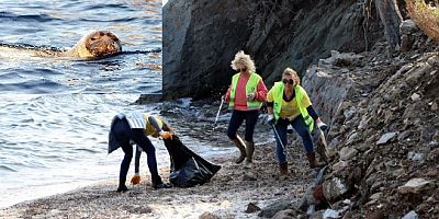 Yalıkavak'ta Akdeniz foklarının barınma alanını pırıl pırıl yaptılar