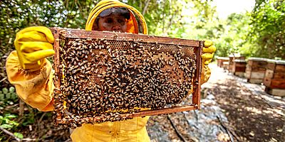  ‘’Yangın sonrası arılar açlık tehlikesi ile karşı karşıya! 100 milyon dolarlık maddi kayıp var.’’