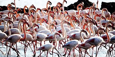 Yasaklar flamingolara yaradı, sayıları hızla arttı
