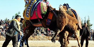 Yatağan Deve Güreşi Festivali'ne 140 deve katılacak