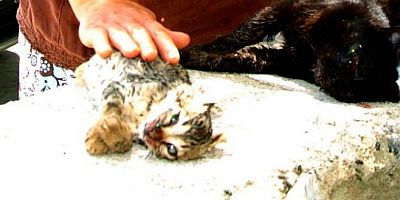 Yavru kedileri işkence yaparak parçalayan gence  ev hapsi cezası