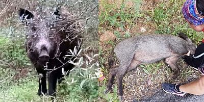 Yavruları ile yiyecek bulmaya siteye giren domuzları tüfekle öldürdüler