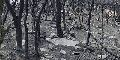 Yunanistan ormanlarında yanarak ölen göçmen sayısı 21’e çıktı