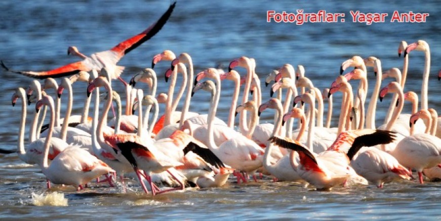 Tuzla Sulak Alanı’na binlerce flamingo geldi