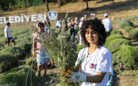 Bodrum’da Lavanta Hasadı Renkli Görüntülerle Başladı