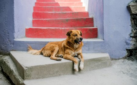 Sokak Hayvanları Düzenlemesi: Meclis’ten Geçti