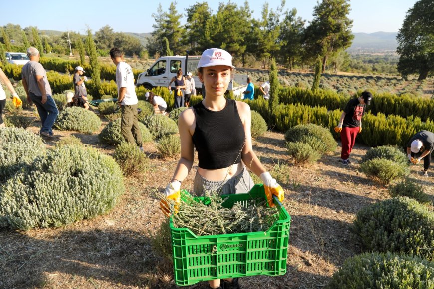 Bodrum’da Lavanta Hasadı Renkli Görüntülerle Başladı