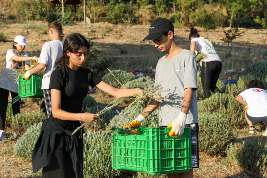 Bodrum’da Lavanta Hasadı Renkli Görüntülerle Başladı
