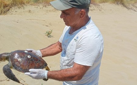 2 Yeşil Deniz Kaplumbağası Boğularak Öldürüldü