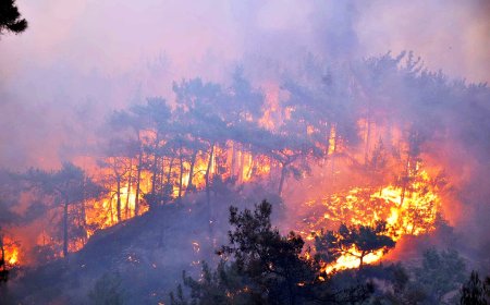 Orman Yangınlarını Google Haritalar'da İzleyebileceksiniz