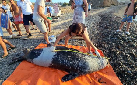 Bodrum’da sahile kadar yüzerek gelen dev Akdeniz foku öldü