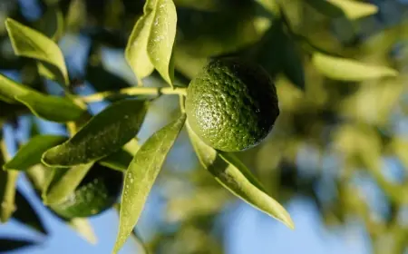 Bodrum mandalini “Bodrum Yeşili” projesi ile korunacak