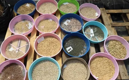 Muğla'dan Türkiye'ye Yerel Tohum Desteği Devam Ediyor