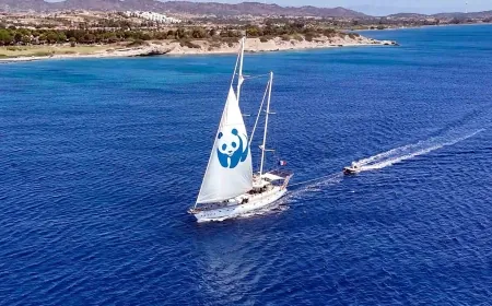 Blue Panda, Mavi Ormanlar için Türkiye'de