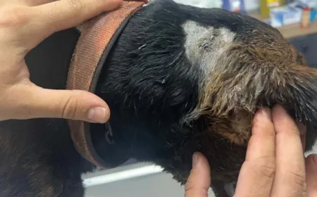 Milas’ta sokak köpeği tabancayla vuruldu