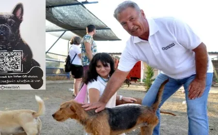 Turizmci sokak hayvanlarına 5 yıldızlı yuva yaptı , bu proje alkışlanır