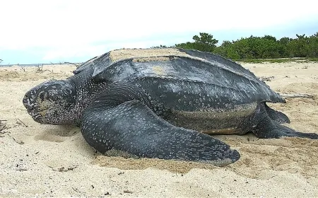 Deniz kaplumbağalarının en büyüğü Akdeniz'de ölü bulundu