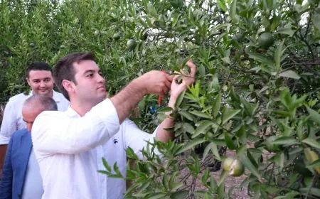 Mandalinci yeşil mandalin hasadı yaptı “Bu mirası asla unutturmayacağız” dedi.