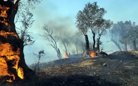 Bodrum’da yangın kabusu üç saatte yüzlerce zeytin kül oldu