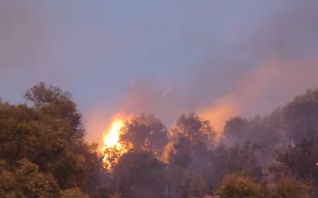 Milas'ta orman yangını büyüyor
