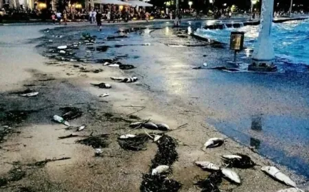 Ege Denizi’nde binlerce tatlı su balığı karaya vurdu, panik yaşandı