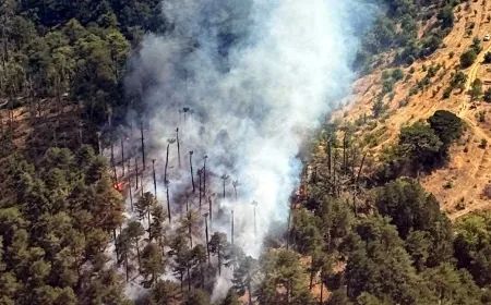 Aydın’da orman yangını başladı