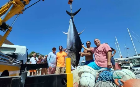 Bodrum açıklarında yarım tonluk orkinos oltaya geldi, bugüne kadar olta ile yakalananların en büyüğü