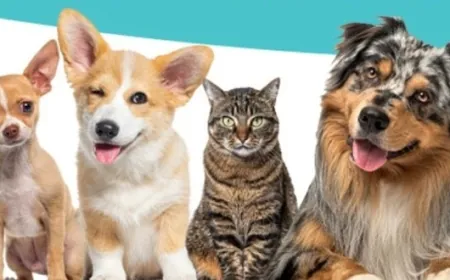 Büyükşehir’den Sokak Hayvanları Yararına Müzayede