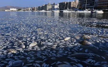 Ölü balık paniği,  diğer kentlerede yayıldı